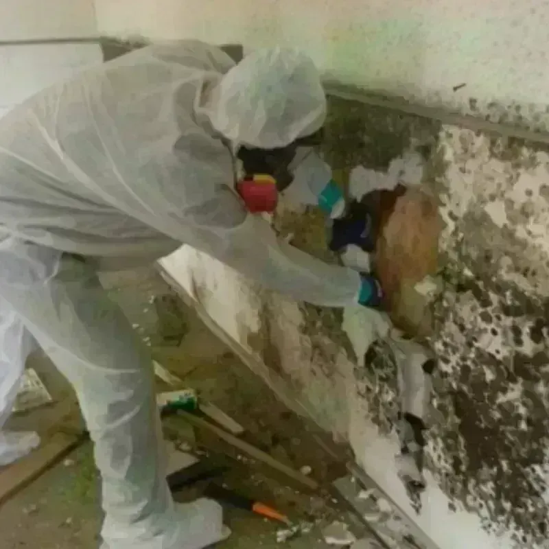 Mold Remediation and Removal in Suquamish, WA